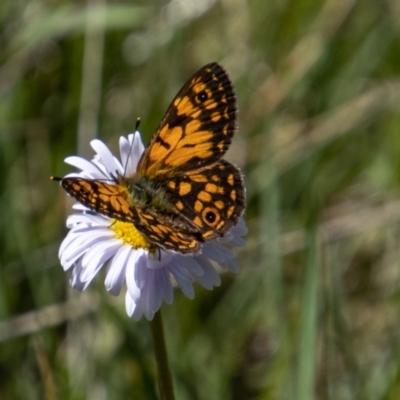 Oreixenica orichora (Spotted Alpine Xenica) at Cotter River, ACT - 17 Dec 2021 by SWishart