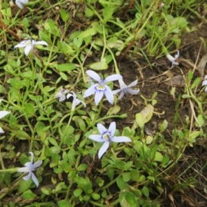 Isotoma fluviatilis subsp. australis at Molonglo Valley, ACT - 26 Dec 2021 10:56 AM