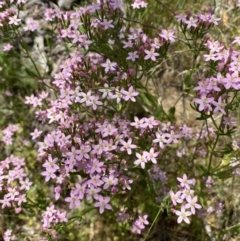 Centaurium sp. (Centaury) at Queanbeyan West, NSW - 26 Dec 2021 by SteveBorkowskis