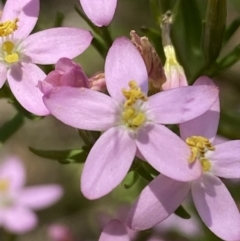 Centaurium sp. at Queanbeyan West, NSW - 26 Dec 2021