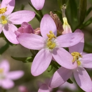 Centaurium sp. at Queanbeyan West, NSW - 26 Dec 2021