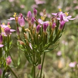 Centaurium sp. at Queanbeyan West, NSW - 26 Dec 2021