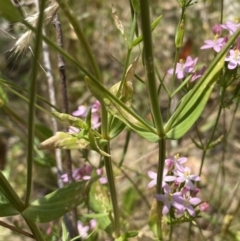 Centaurium sp. at Queanbeyan West, NSW - 26 Dec 2021