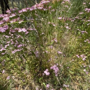 Centaurium sp. at Queanbeyan West, NSW - 26 Dec 2021