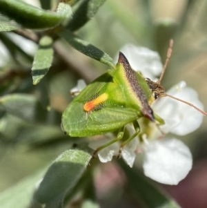 Cuspicona thoracica at Jerrabomberra, NSW - 26 Dec 2021