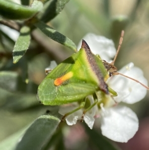 Cuspicona thoracica at Jerrabomberra, NSW - 26 Dec 2021