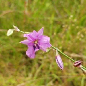 Arthropodium fimbriatum at Molonglo Valley, ACT - 26 Dec 2021 10:57 AM