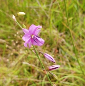 Arthropodium fimbriatum at Molonglo Valley, ACT - 26 Dec 2021 10:57 AM