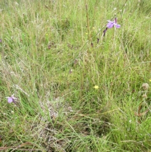 Arthropodium fimbriatum at Molonglo Valley, ACT - 26 Dec 2021 10:57 AM