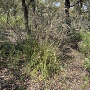 Rytidosperma pallidum at Jerrabomberra, NSW - 26 Dec 2021