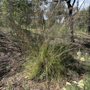 Rytidosperma pallidum at Jerrabomberra, NSW - 26 Dec 2021