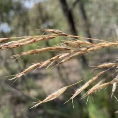 Rytidosperma pallidum at Jerrabomberra, NSW - 26 Dec 2021