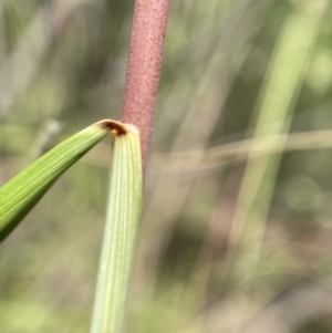 Rytidosperma pallidum at Jerrabomberra, NSW - 26 Dec 2021