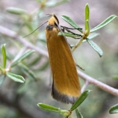 Parergophela melirrhoa (Chezela Group) at Mount Jerrabomberra - 26 Dec 2021 by SteveBorkowskis