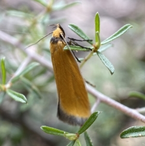 Parergophela melirrhoa at Jerrabomberra, NSW - 26 Dec 2021