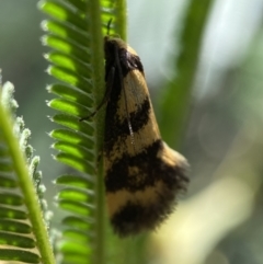 Olbonoma triptycha (Chezela Group) at Jerrabomberra, NSW - 26 Dec 2021 by Steve_Bok