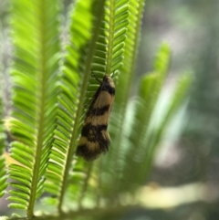 Olbonoma triptycha at Jerrabomberra, NSW - 26 Dec 2021