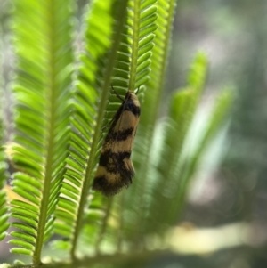 Olbonoma triptycha at Jerrabomberra, NSW - 26 Dec 2021 11:34 AM