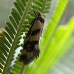 Olbonoma triptycha at Jerrabomberra, NSW - 26 Dec 2021