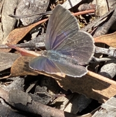Erina hyacinthina (Varied Dusky-blue) at Mount Jerrabomberra - 26 Dec 2021 by SteveBorkowskis