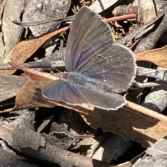 Erina hyacinthina (Varied Dusky-blue) at Mount Jerrabomberra QP - 26 Dec 2021 by Steve_Bok