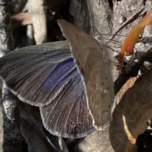 Erina hyacinthina at Jerrabomberra, NSW - 26 Dec 2021 11:51 AM