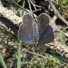 Erina hyacinthina at Jerrabomberra, NSW - 26 Dec 2021 11:51 AM