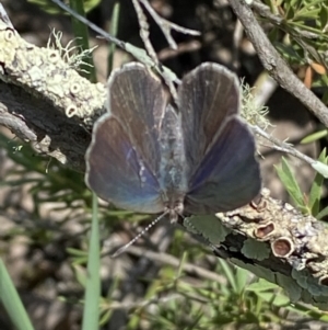 Erina hyacinthina at Jerrabomberra, NSW - 26 Dec 2021 11:51 AM