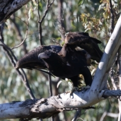 Aquila audax at Ainslie, ACT - 24 Dec 2021