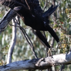 Aquila audax at Ainslie, ACT - 24 Dec 2021