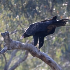 Aquila audax at Ainslie, ACT - 24 Dec 2021