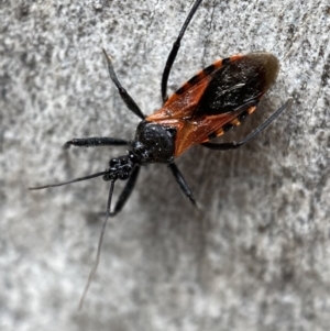 Gminatus australis at Jerrabomberra, NSW - 26 Dec 2021