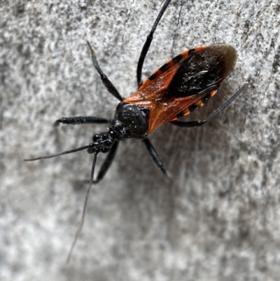 Gminatus australis (Orange assassin bug) at Jerrabomberra, NSW - 26 Dec 2021 by SteveBorkowskis