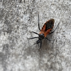 Gminatus australis at Jerrabomberra, NSW - 26 Dec 2021