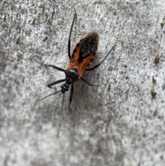 Gminatus australis at Jerrabomberra, NSW - 26 Dec 2021