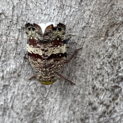 Platybrachys decemmacula (Green-faced gum hopper) at Mount Jerrabomberra QP - 26 Dec 2021 by Steve_Bok