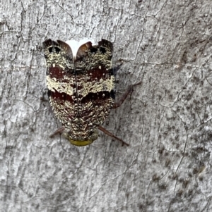 Platybrachys decemmacula at Jerrabomberra, NSW - 26 Dec 2021 11:03 AM