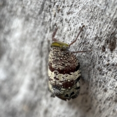 Platybrachys decemmacula at Jerrabomberra, NSW - 26 Dec 2021