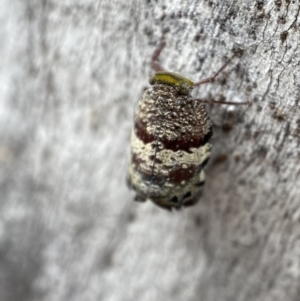 Platybrachys decemmacula at Jerrabomberra, NSW - 26 Dec 2021