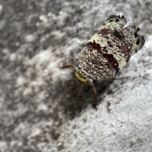 Platybrachys decemmacula at Jerrabomberra, NSW - 26 Dec 2021 11:03 AM