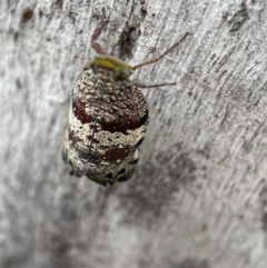 Platybrachys decemmacula at Jerrabomberra, NSW - 26 Dec 2021 11:03 AM