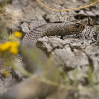 Pseudonaja textilis (Eastern Brown Snake) at Mount Ainslie - 23 Dec 2021 by trevsci