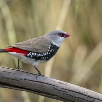 Stagonopleura guttata (Diamond Firetail) at Pialligo, ACT - 23 Dec 2021 by trevsci