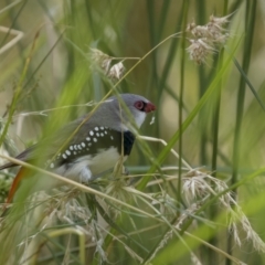 Stagonopleura guttata at Pialligo, ACT - suppressed