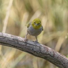 Zosterops lateralis (Silvereye) at Pialligo, ACT - 23 Dec 2021 by trevsci