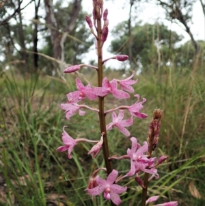 Dipodium roseum at Cook, ACT - 23 Dec 2021