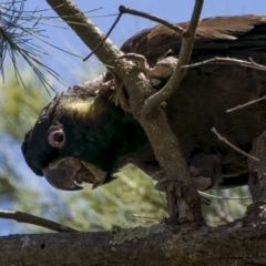 Zanda funerea (Yellow-tailed Black-Cockatoo) at Stony Creek - 21 Dec 2021 by trevsci