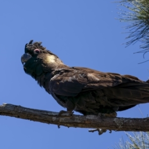 Zanda funerea at Stromlo, ACT - 21 Dec 2021