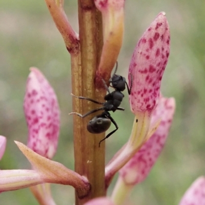 Polyrhachis sp. (genus) (A spiny ant) at Aranda Bushland - 22 Dec 2021 by CathB