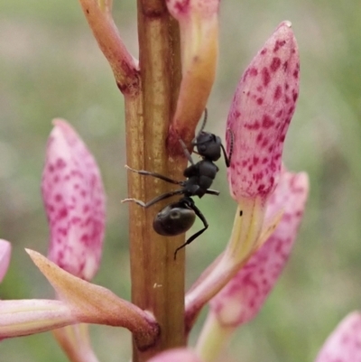 Polyrhachis sp. (genus) (A spiny ant) at Cook, ACT - 22 Dec 2021 by CathB